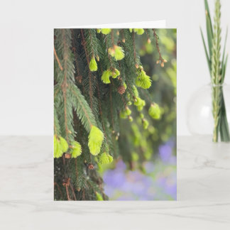 Christmas Evergreen Pine Tree Winter Wonderland Card