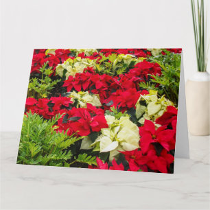 Christmas flower Poinsettia varieties Card