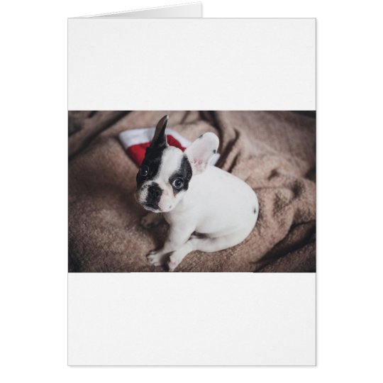 Christmas Frenchie Card
