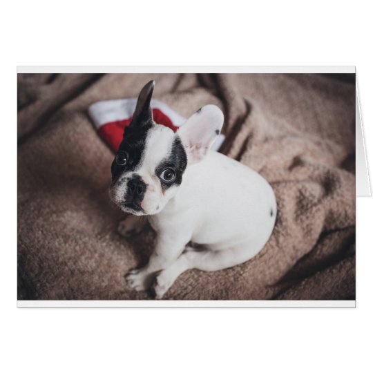 Christmas Frenchie Card