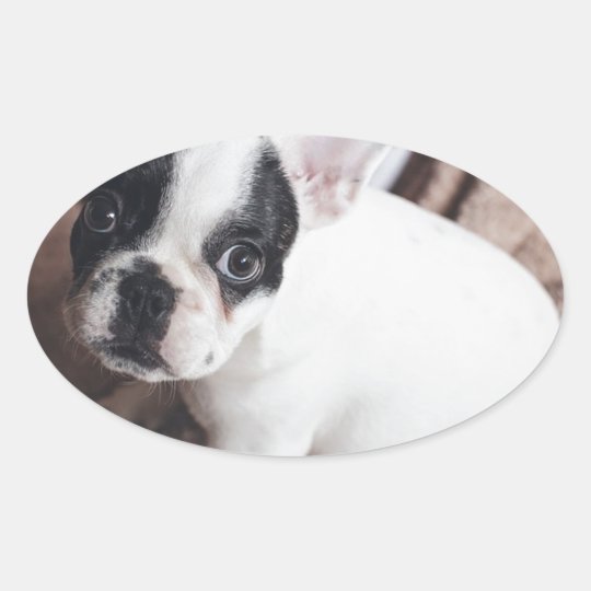 Christmas Frenchie Oval Sticker