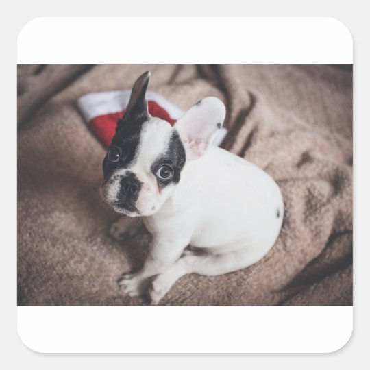 Christmas Frenchie Square Sticker