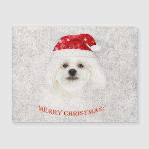 Christmas Frozen Maltese puppy