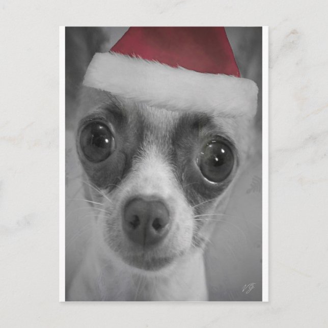 Christmas Funny Chihuahua Puppy with Santa Hat Holiday Postcard (Front)