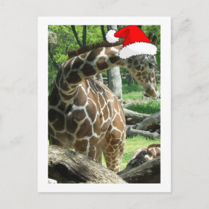 Christmas Giraffe Holiday Postcard