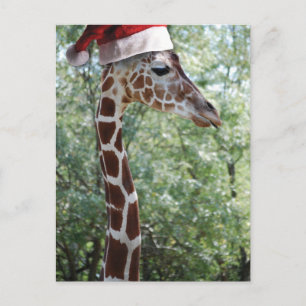 Christmas Giraffe With Santa Hat Holiday Postcard