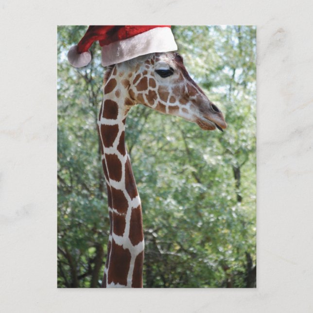 Christmas Giraffe With Santa Hat Holiday Postcard (Front)