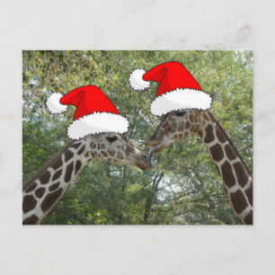 Christmas Giraffes Holiday Postcard