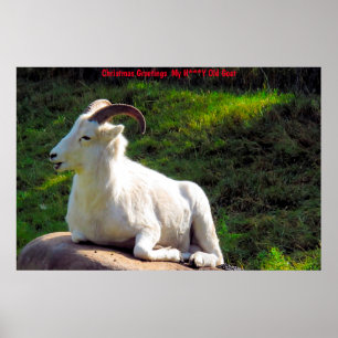 Christmas Greetings  My Honey Goat Poster