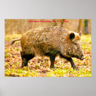 Christmas Greetings My Old Boar Poster