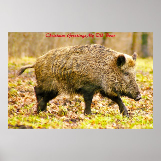 Christmas Greetings My Old Boar Poster (Front)