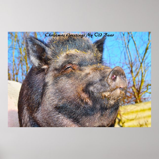 Christmas Greetings My Old Boar Poster (Front)