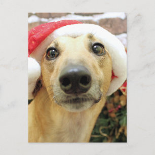 Christmas - Greyhound - Pena Holiday Postcard