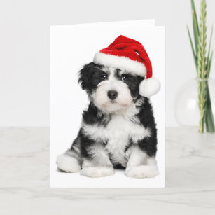 Christmas Havanese Puppy Dog Holiday Card