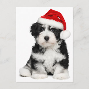 Christmas Havanese Puppy Dog Holiday Postcard