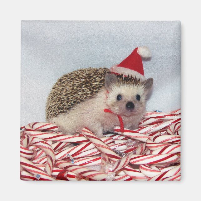 Christmas Hedgie Magnet (Devant)