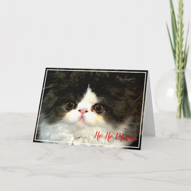 Christmas Holiday black white fluffy Kitten Card (Front)