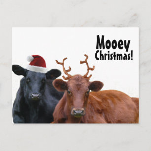 Christmas Holiday Cows in Santa Hat and Antlers Postcard