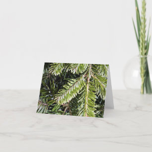 Christmas Holiday Evergreen Pine Tree Background Card