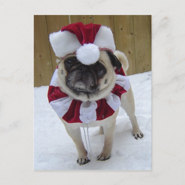 Christmas Holiday Pug in Snow Postcard (Front)