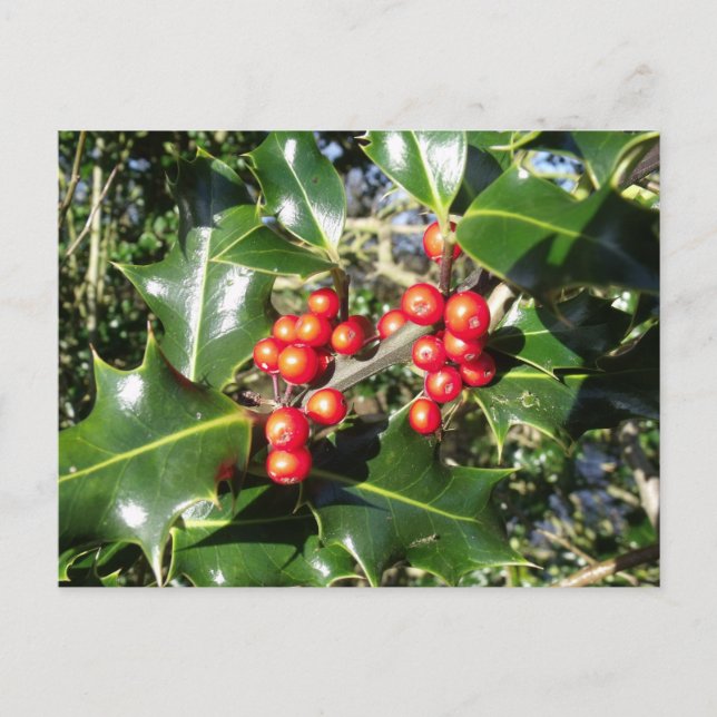 Christmas Holly Berries On Holly Tree Holiday Postcard (Front)