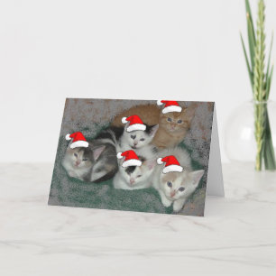 Christmas Kittens Holiday Card
