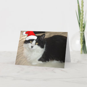 Christmas Kitty Cat Holiday Card
