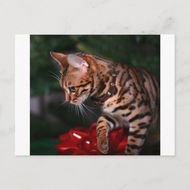 Christmas Kitty Photo (Domestic Bengal Cat) Holiday Postcard (Front)