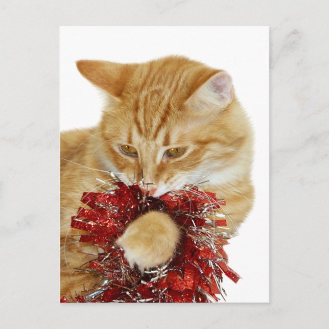 Christmas kitty playing holiday postcard (Front)