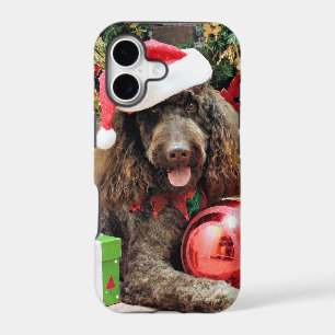Christmas - LabraDoodle - Harley