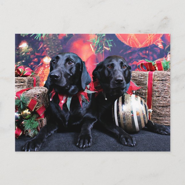 Christmas - Labrador - Banjo and Boomer Holiday Postcard (Front)