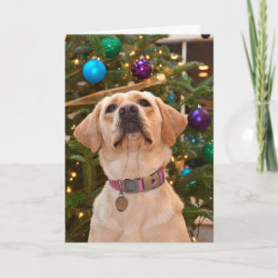 Christmas Labrador Retriever Holiday