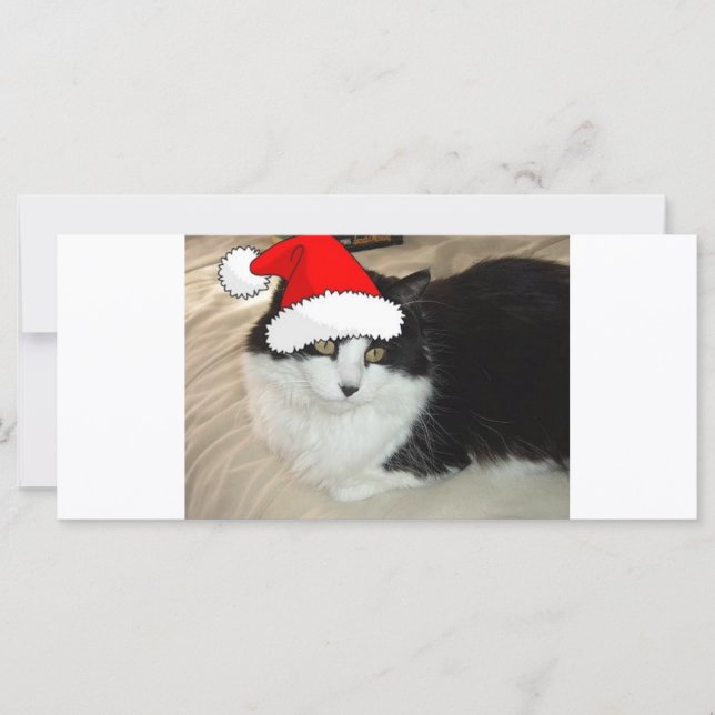 Christmas Long Haired Black and White Kitten (Front)
