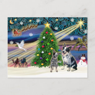 Christmas Magic Australian Cattle Dogs (two) Holiday Postcard