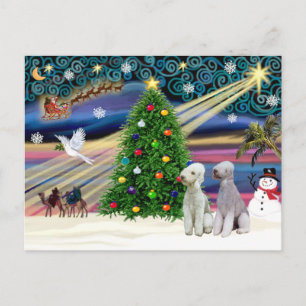Christmas Magic Bedlington Terriers (two) Holiday Postcard