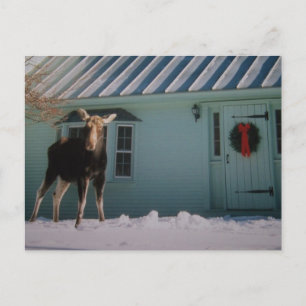CHRISTMAS MOOSE HOLIDAY POSTCARD