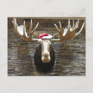 Christmas Moose Holiday Postcard