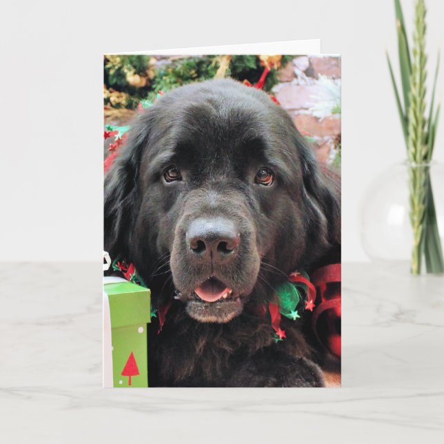 Christmas - Newfoundland - Izzie Holiday Card (Front)