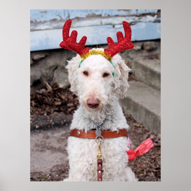 Christmas Ollie Poster (Front)