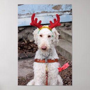 Christmas Ollie Poster