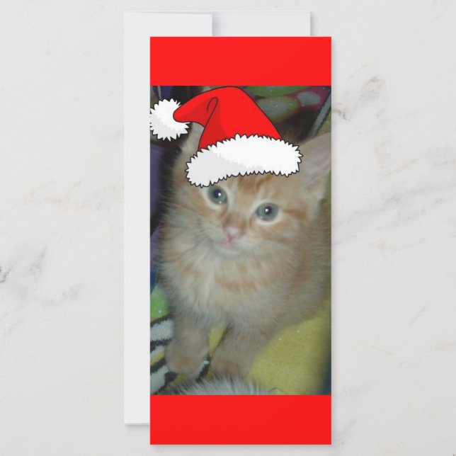 Christmas Orange Tabby Kitten (Front)