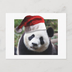 Christmas Panda Bear Holiday Postcard