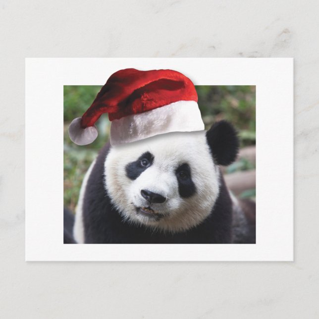 Christmas Panda Bear Holiday Postcard (Front)
