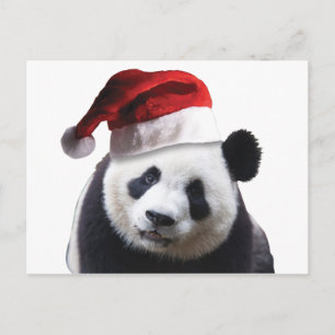 Christmas Panda Bear Holiday Postcard