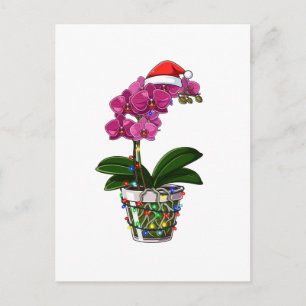 Christmas Phalaenopsis Moth Orchid Holiday Lights Postcard