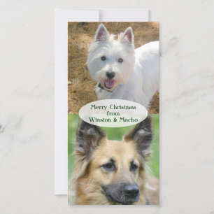 Christmas Photo Card From the Dogs