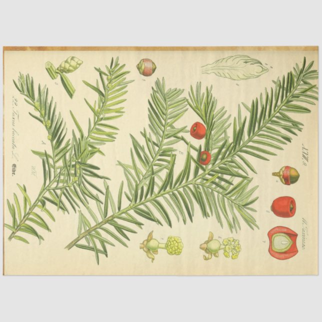 Christmas Pine Decoupage Paper (Front)