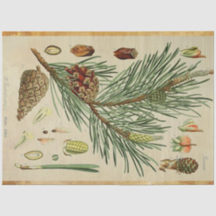 Christmas Pine Decoupage Tissue Paper
