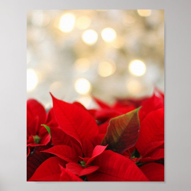 Christmas Poinsettia Poster (Front)
