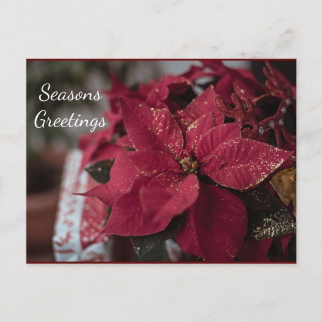 Christmas Poinsettia Seasons Greetings Postcard (Front)